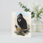 Otogyps Calvus. Black Vulture Briefkaart (Staand voorkant)