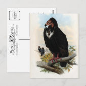 Otogyps Calvus. Black Vulture Briefkaart (Voorkant / Achterkant)