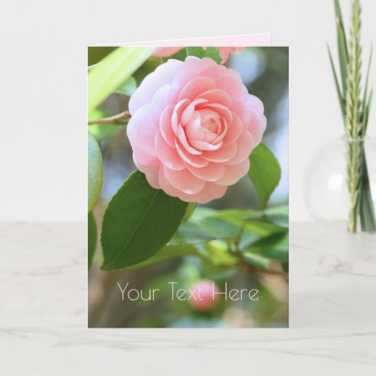 Otome-tsubaki: Camellia [Greeting Card] Kaart (Voorkant)