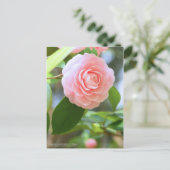 Otome-tsubaki: Camellia [Postcard] Briefkaart (Staand voorkant)