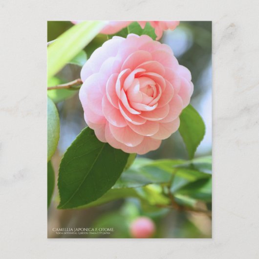 Otome-tsubaki: Camellia [Postcard] Briefkaart (Voorkant)