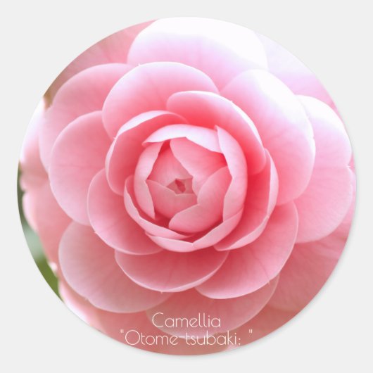 Otome-tsubaki: Camellia [Round Seal] Ronde Sticker (Voorkant)