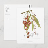 Otorpha alata briefkaart (Voorkant / Achterkant)