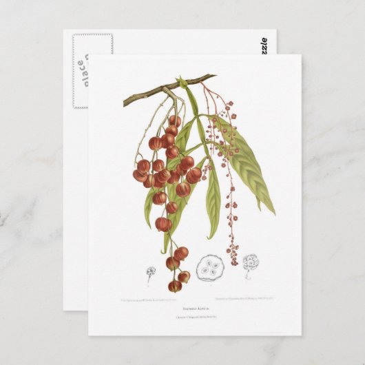 Otorpha alata briefkaart (Voorkant / Achterkant)