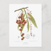 Otorpha alata briefkaart (Voorkant)