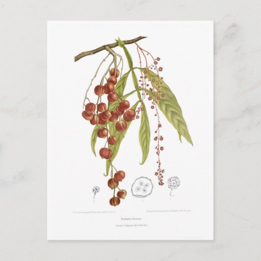 Otorpha alata briefkaart (Voorkant)