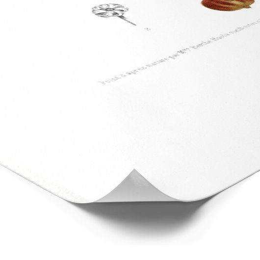 Otorpha alata poster (Hoek)