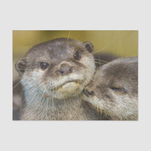 Otten in liefde tissuepapier (Voorkant)