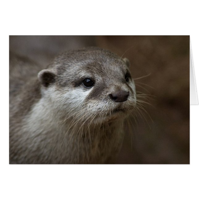otter (Voorkant Horizontaal)