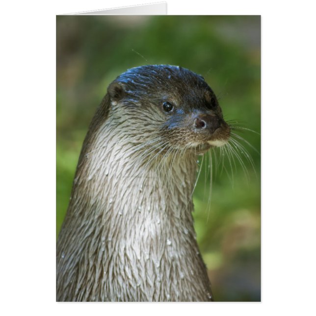 otter (Voorkant)