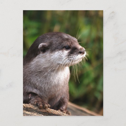 otter-342 briefkaart (Voorkant)
