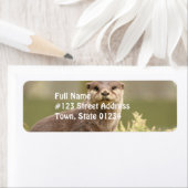 Otter-Adresetiketten Etiket (Insitu)