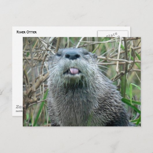 Otter Briefkaart (Voorkant / Achterkant)