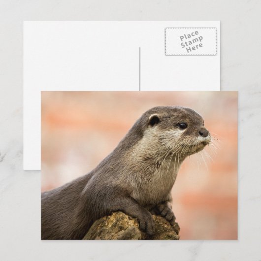 Otter Briefkaart (Voorkant / Achterkant)