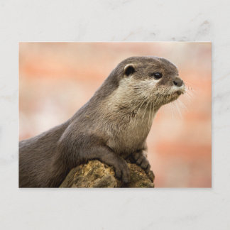 Otter Briefkaart