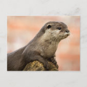 Otter Briefkaart (Voorkant)