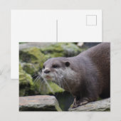 otter briefkaart (Voorkant / Achterkant)