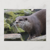 otter briefkaart (Voorkant)