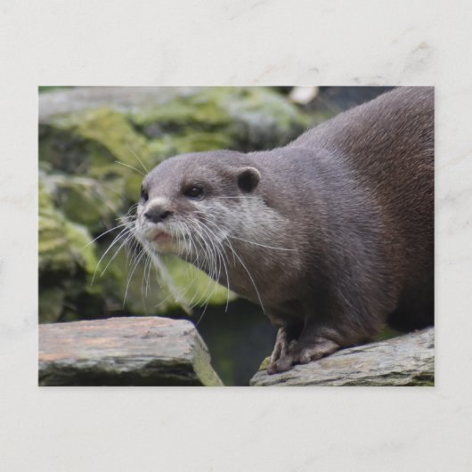 otter briefkaart (Voorkant)