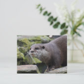 otter briefkaart (Staand voorkant)