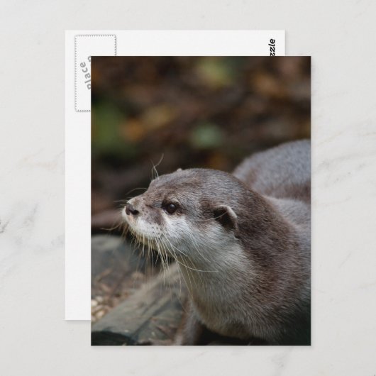 otter briefkaart (Voorkant / Achterkant)