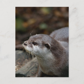otter briefkaart
