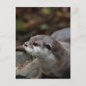 otter briefkaart (Voorkant)