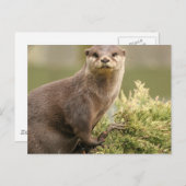 Otter Briefkaart (Voorkant / Achterkant)