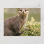 Otter Briefkaart (Voorkant)