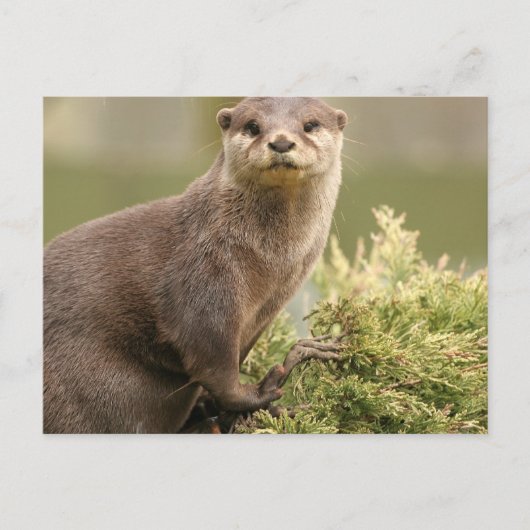 Otter Briefkaart (Voorkant)
