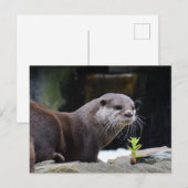 otter briefkaart (Voorkant / Achterkant)
