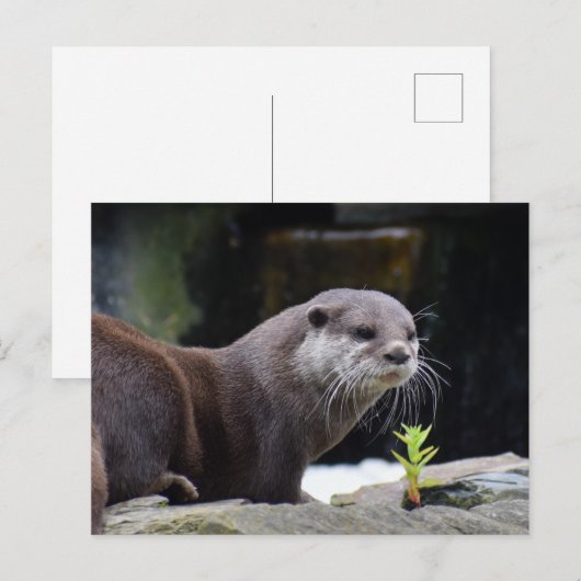 otter briefkaart (Voorkant / Achterkant)
