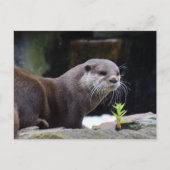 otter briefkaart (Voorkant)