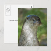 Otter Briefkaart (Voorkant / Achterkant)