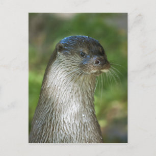 Otter Briefkaart