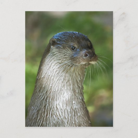 Otter Briefkaart (Voorkant)