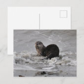 Otter Briefkaart (Voorkant / Achterkant)