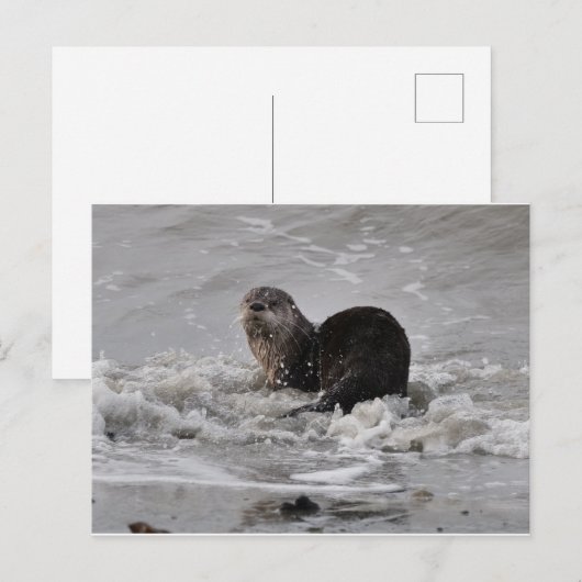 Otter Briefkaart (Voorkant / Achterkant)