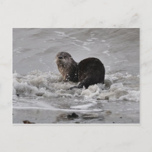 Otter Briefkaart