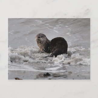Otter Briefkaart