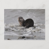 Otter Briefkaart (Voorkant)