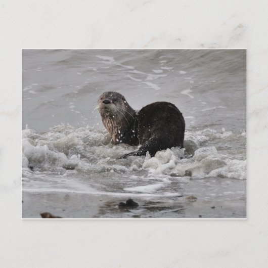 Otter Briefkaart (Voorkant)