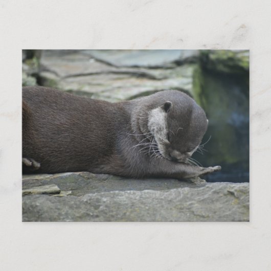 otter briefkaart (Voorkant)