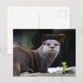 otter briefkaart (Voorkant / Achterkant)