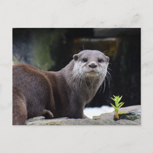 otter briefkaart (Voorkant)