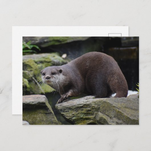 otter briefkaart (Voorkant / Achterkant)