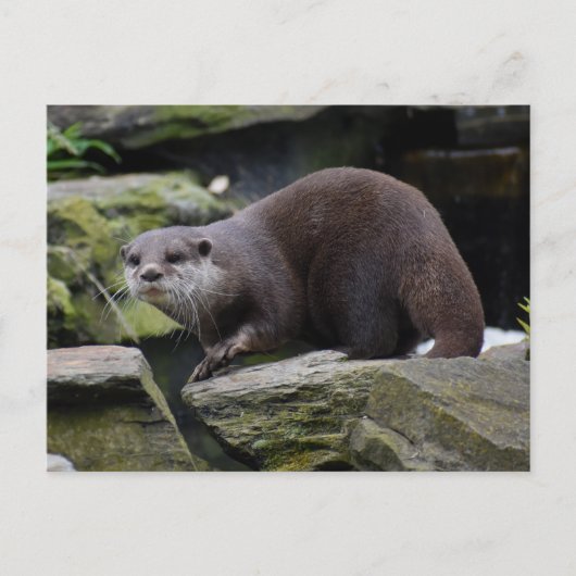 otter briefkaart (Voorkant)
