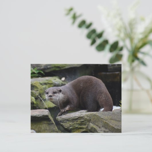 otter briefkaart (Staand voorkant)