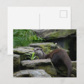 otter briefkaart (Voorkant / Achterkant)