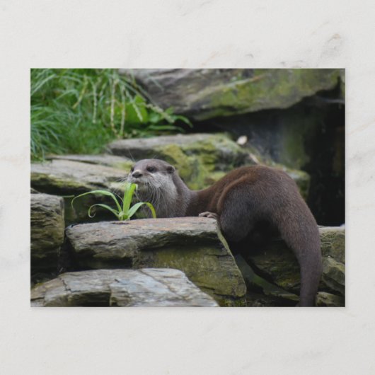 otter briefkaart (Voorkant)